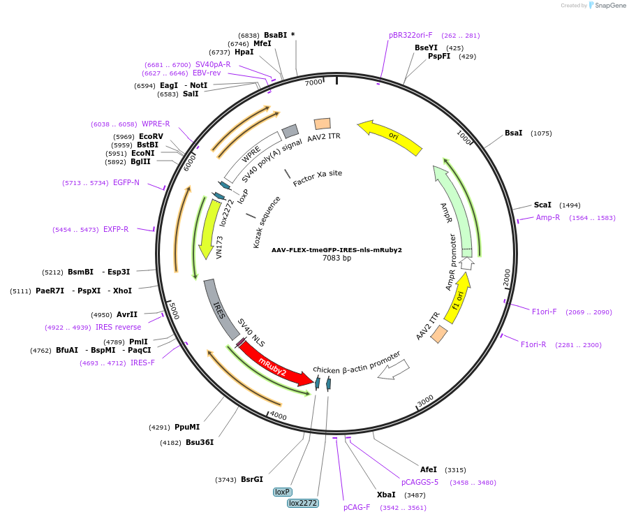 63060-plasmid-map-sequence-id-105923