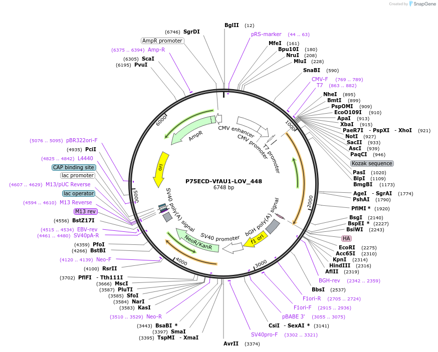 63633-plasmid-map-sequence-id-105954