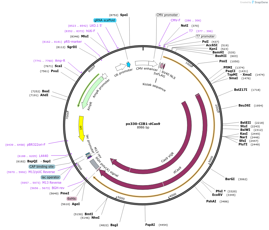 63665-plasmid-map-sequence-id-105977
