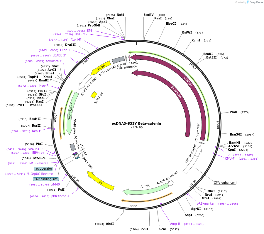 19286-plasmid-map-sequence-id-105989