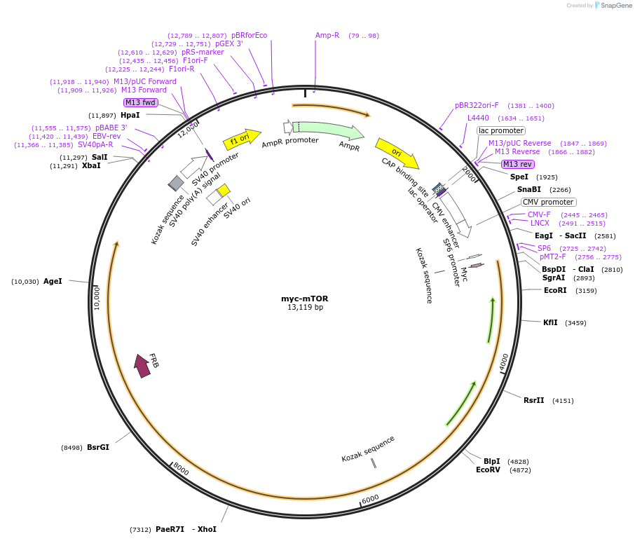 1861-plasmid-map-sequence-id-105993