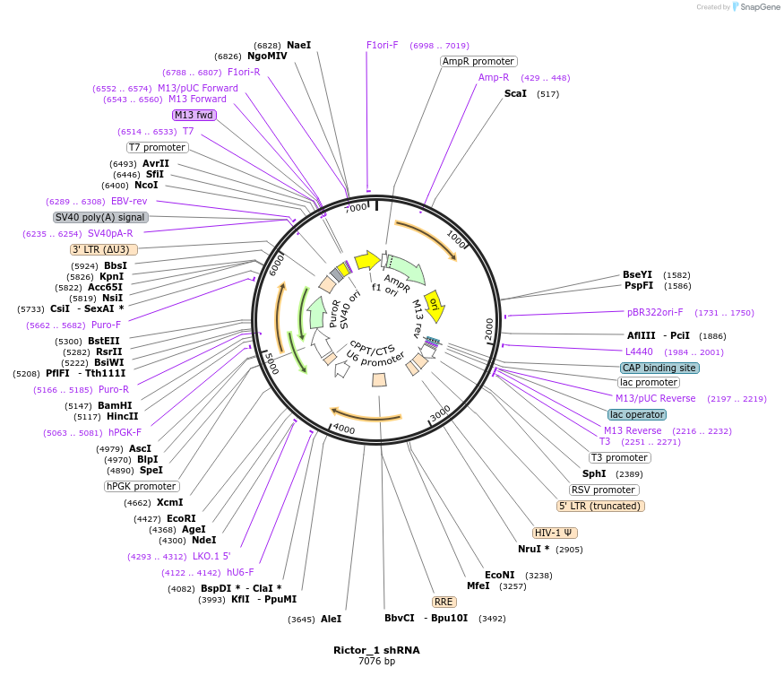 1853-plasmid-map-sequence-id-105995