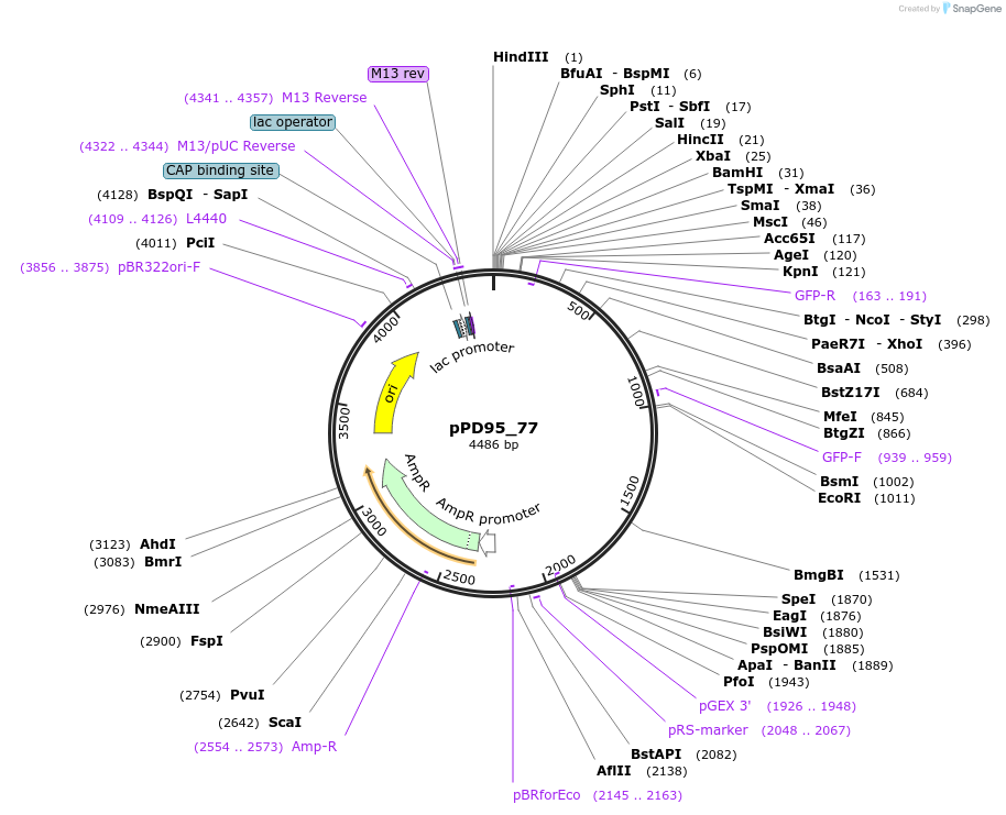 1495-plasmid-map-sequence-id-106