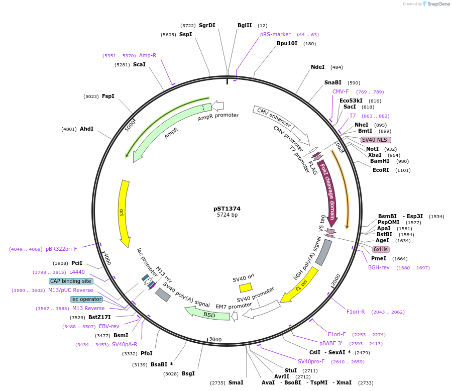 13426-plasmid-map-sequence-id-106001
