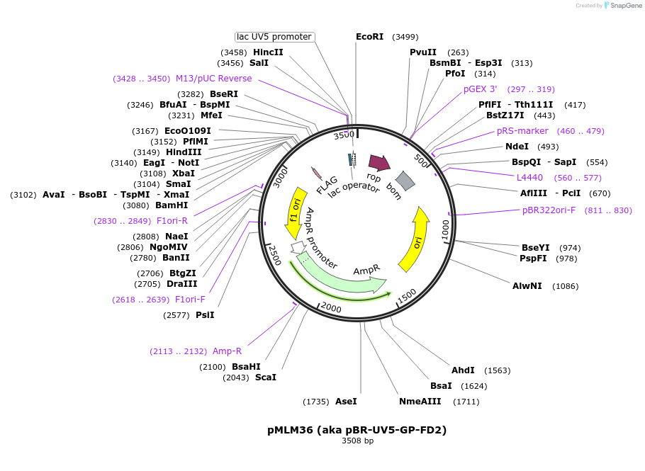 21871-plasmid-map-sequence-id-106027