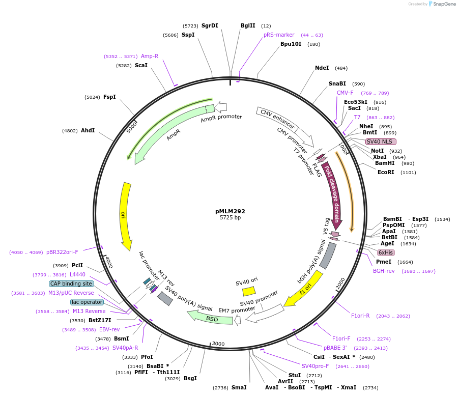 21873-plasmid-map-sequence-id-106030
