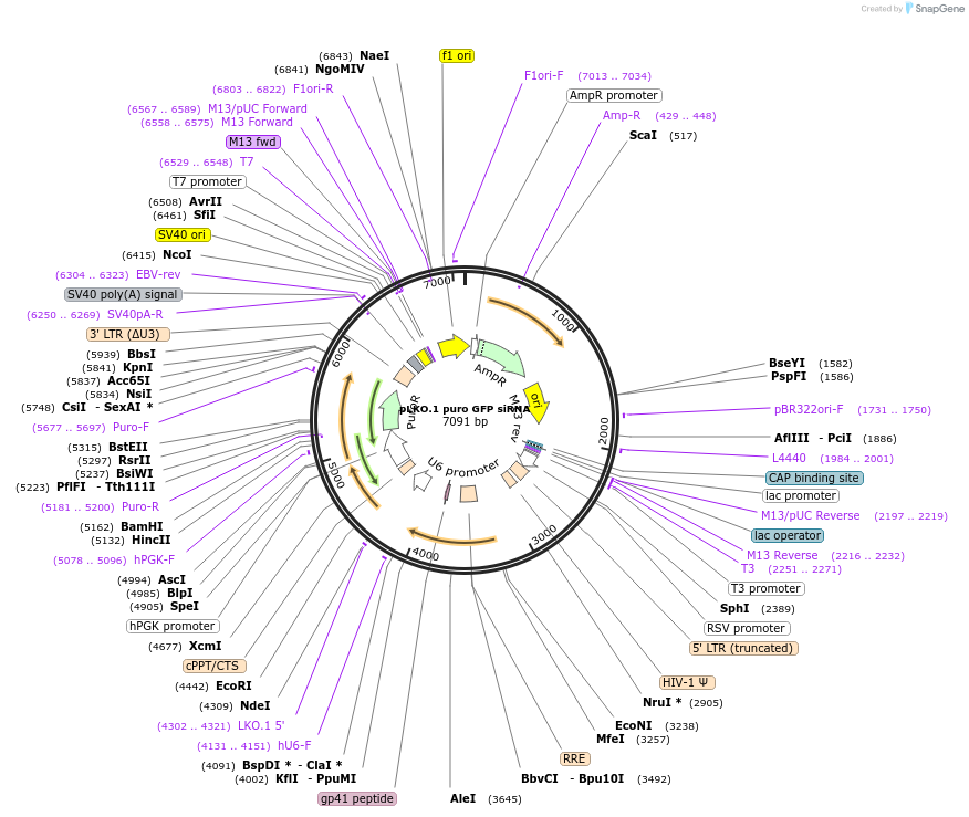 12273-plasmid-map-sequence-id-106039