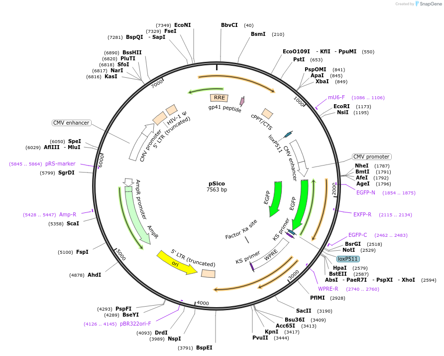 11578-plasmid-map-sequence-id-106042