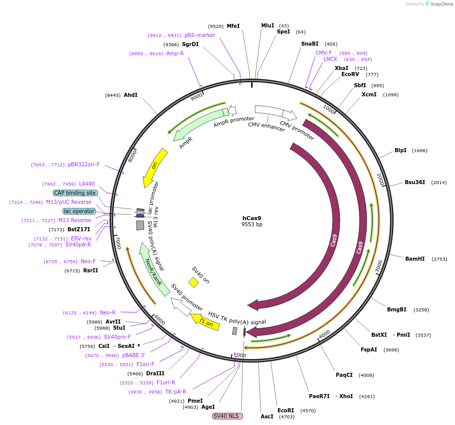 41815-plasmid-map-sequence-id-106044