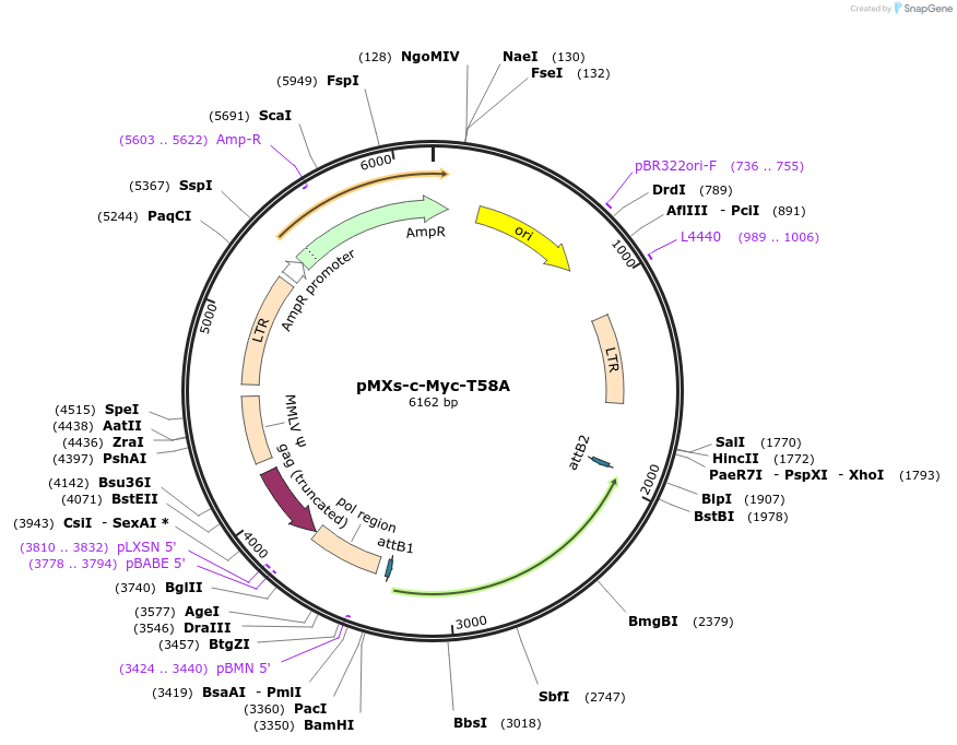 13372-plasmid-map-sequence-id-106074