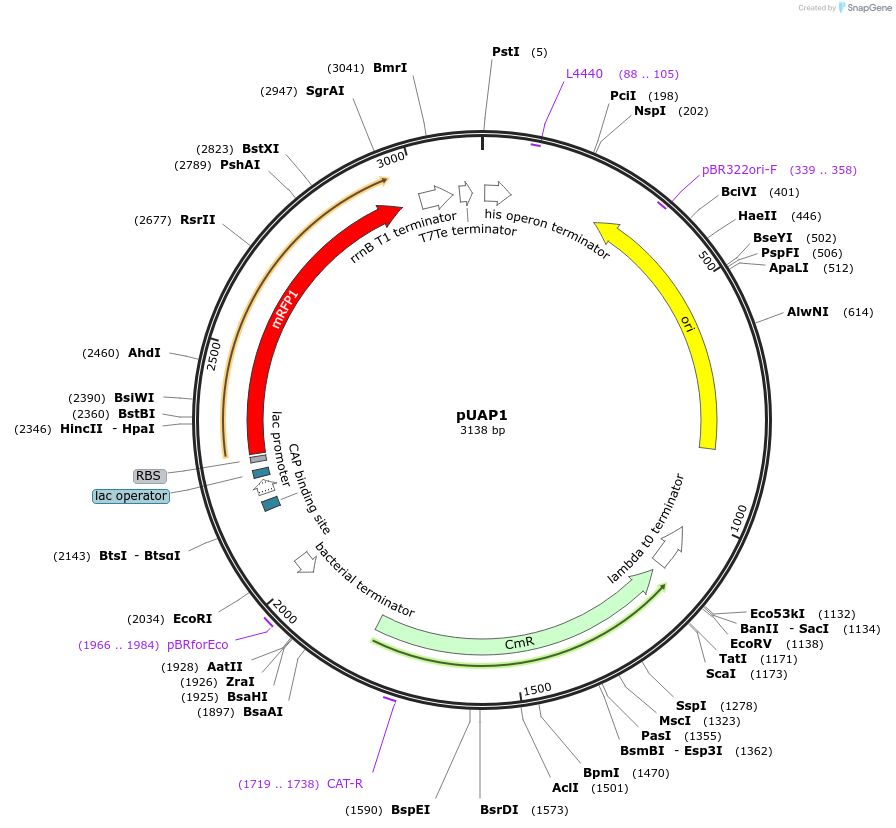 63674-plasmid-map-sequence-id-106088