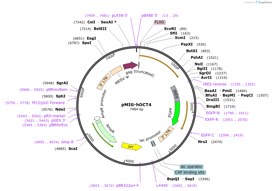 17225-plasmid-map-sequence-id-106100