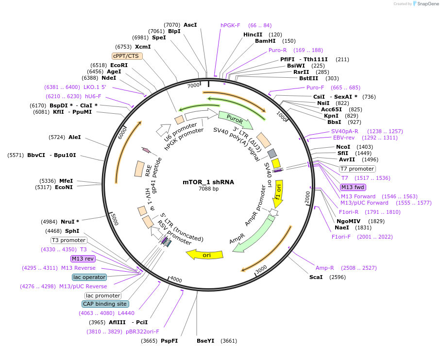 1855-plasmid-map-sequence-id-106128