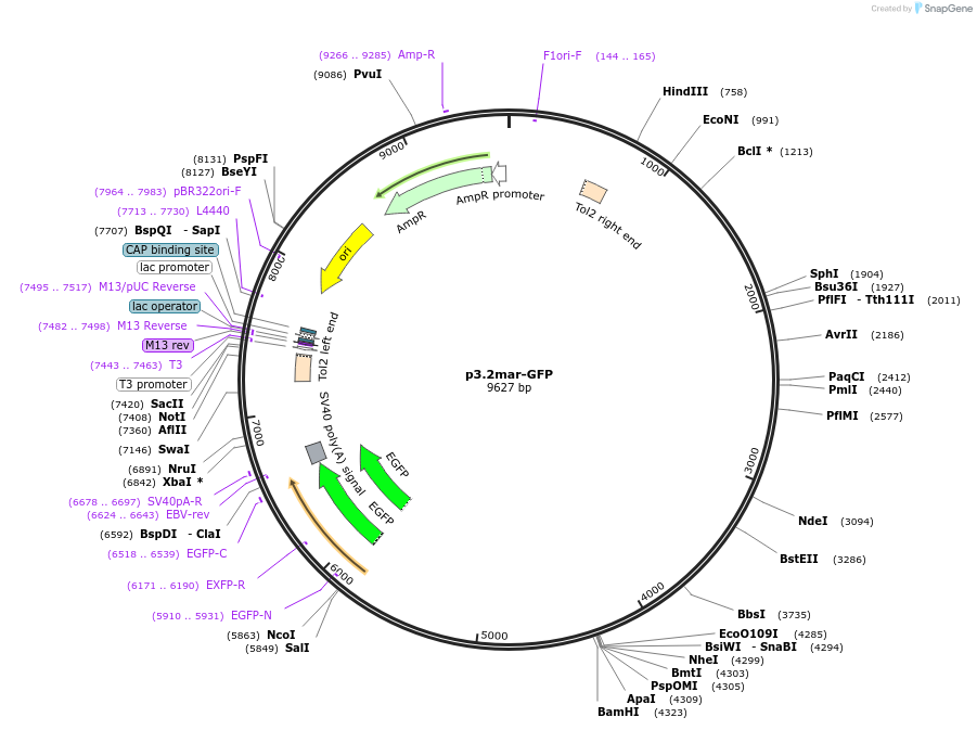 63694-plasmid-map-sequence-id-106193