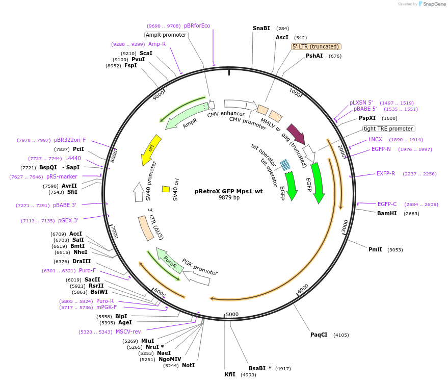 63702-plasmid-map-sequence-id-106209