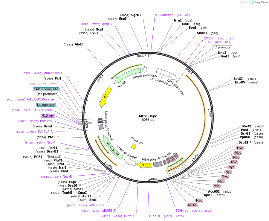 23212-plasmid-map-sequence-id-10629