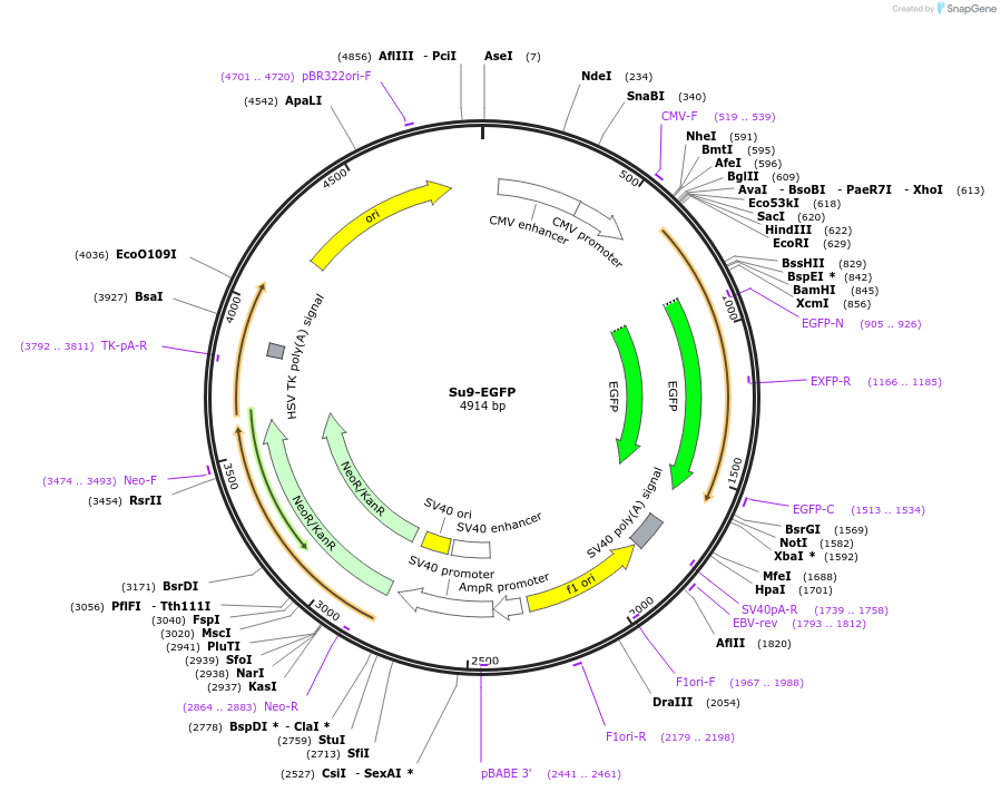 23214-plasmid-map-sequence-id-10631
