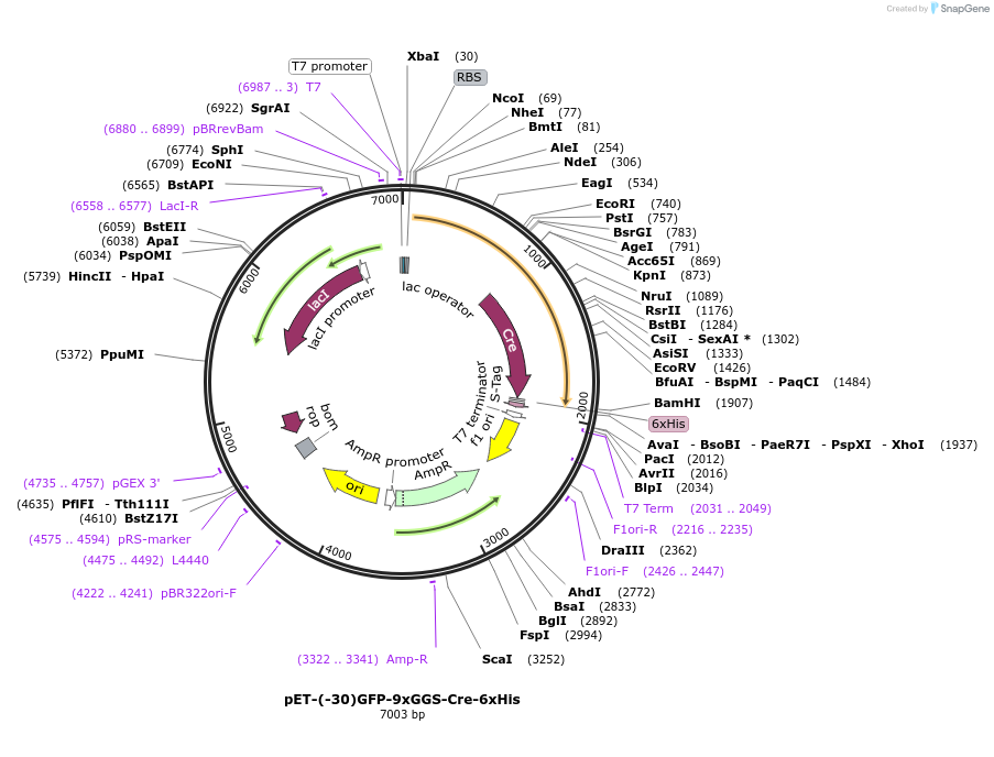 62372-plasmid-map-sequence-id-106325