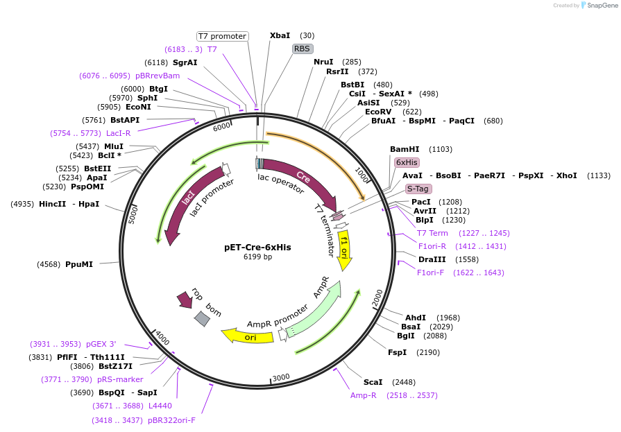 62939-plasmid-map-sequence-id-106328