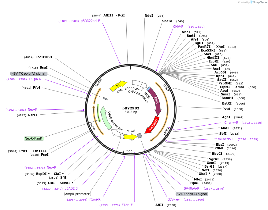 23220-plasmid-map-sequence-id-10633