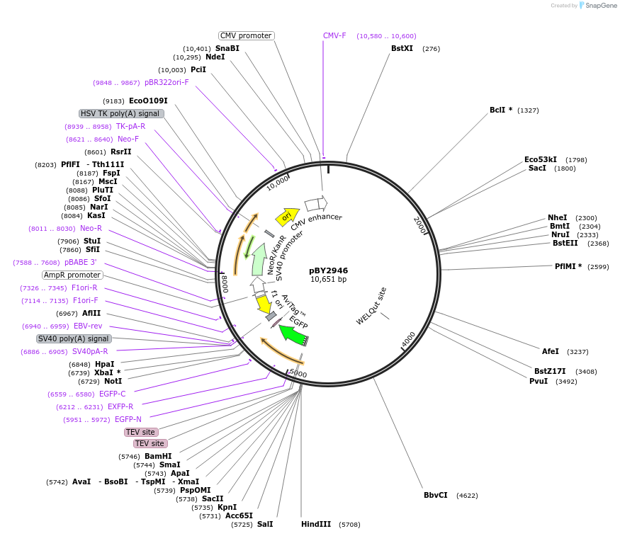 23223-plasmid-map-sequence-id-10635