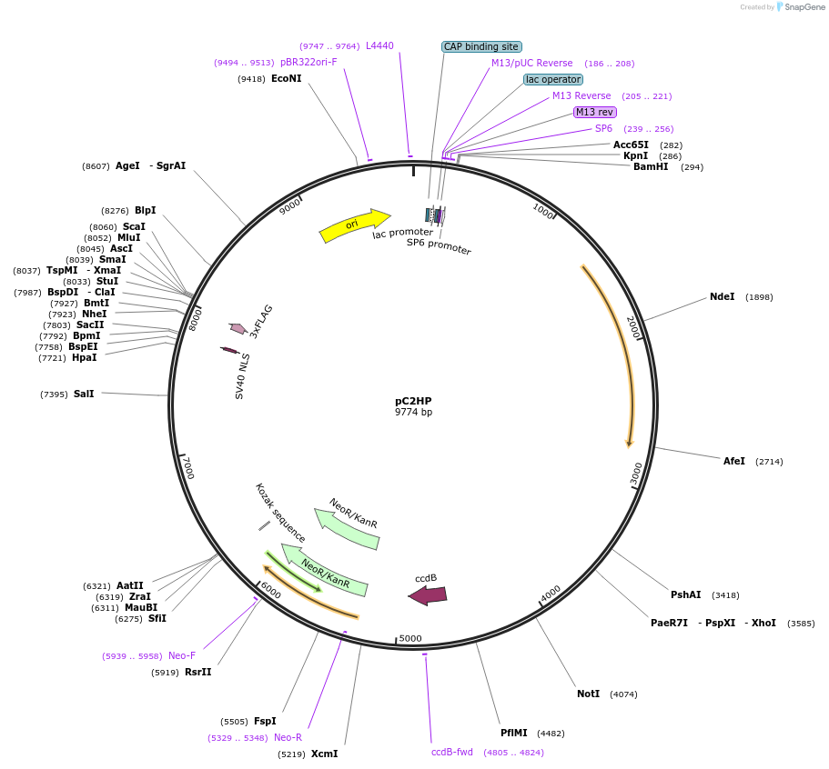 63735-plasmid-map-sequence-id-106351