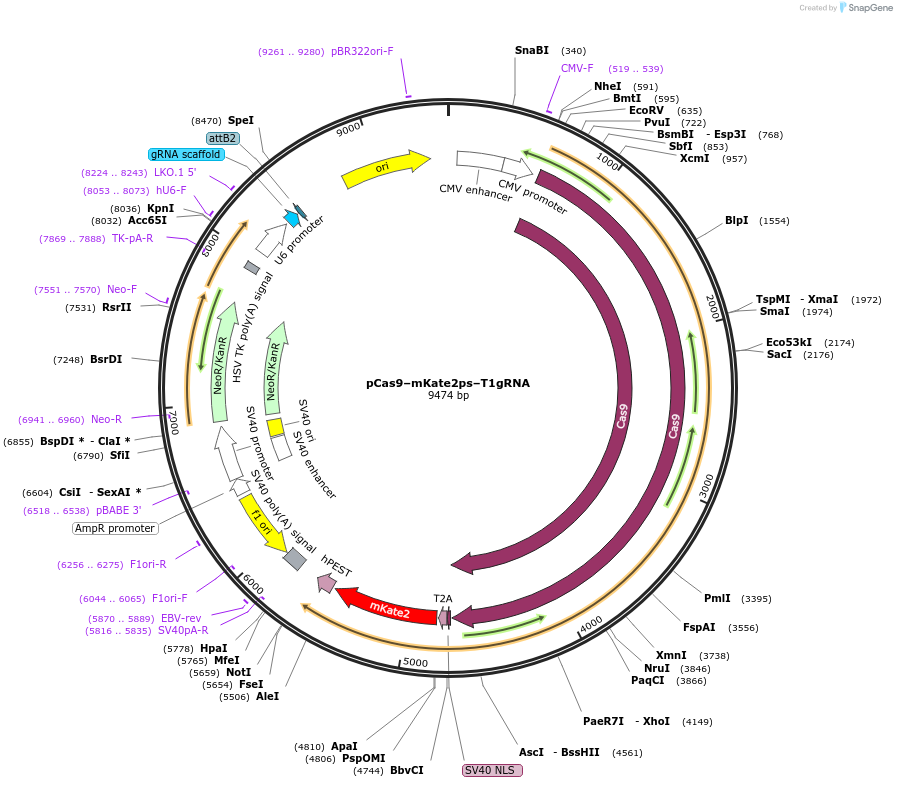 62717-plasmid-map-sequence-id-106407