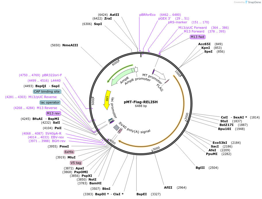 63750-plasmid-map-sequence-id-106428
