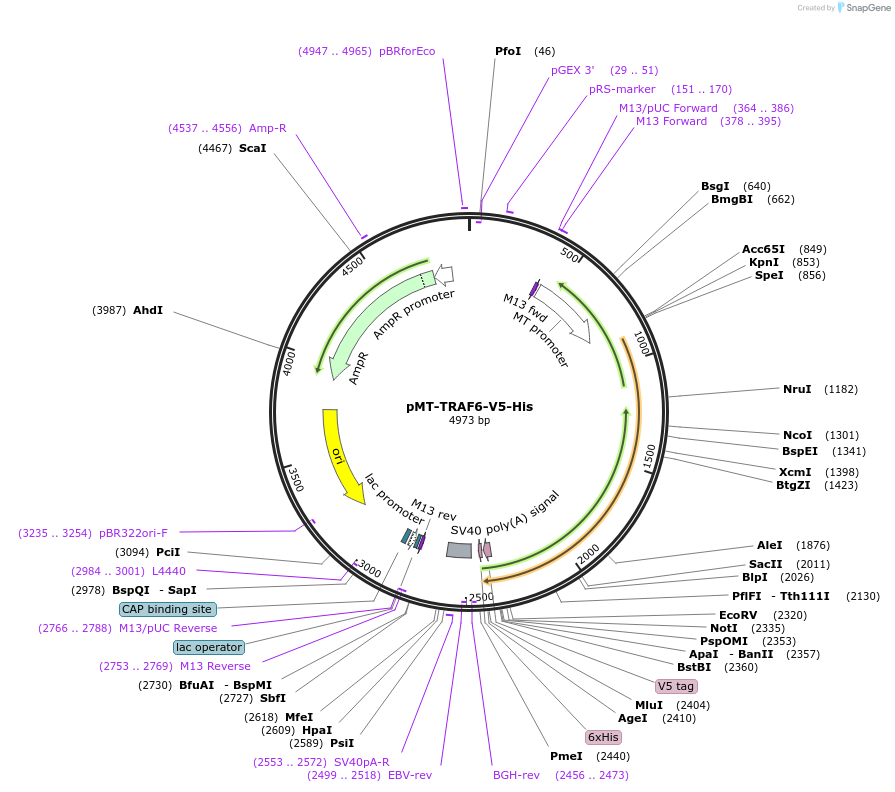 63752-plasmid-map-sequence-id-106437