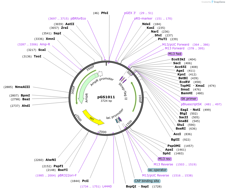 63783-plasmid-map-sequence-id-106469