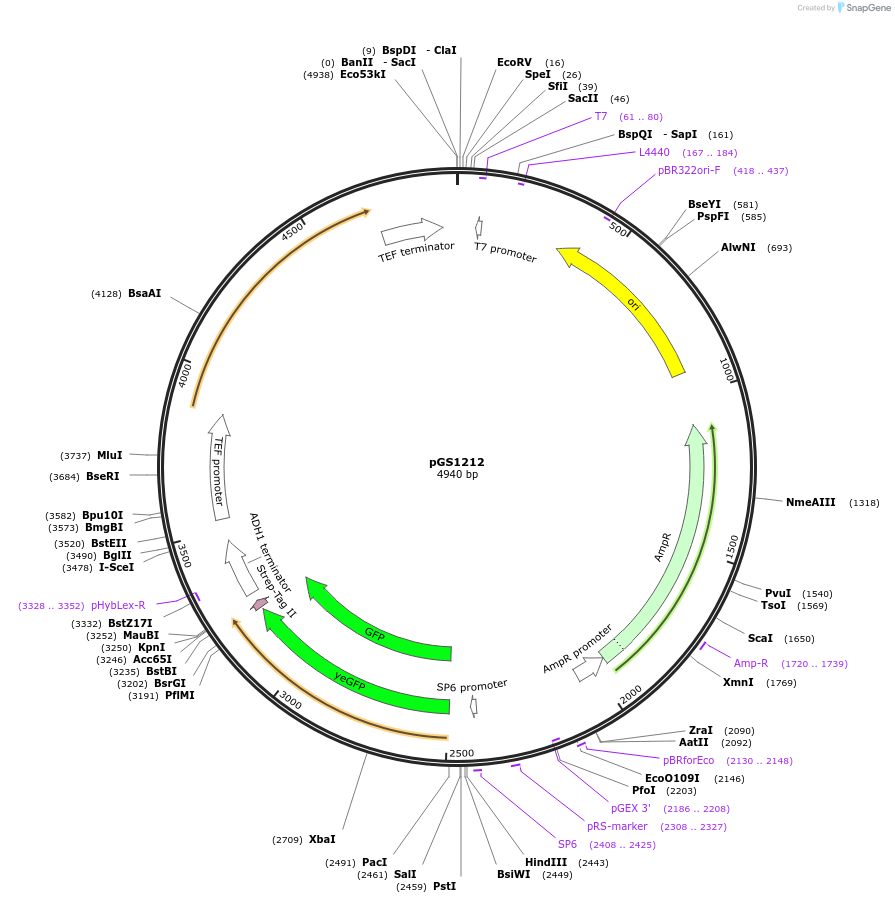 63785-plasmid-map-sequence-id-106471