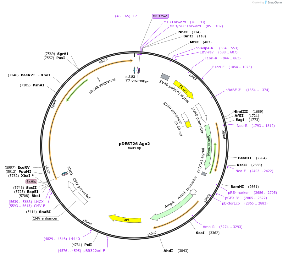 59904-plasmid-map-sequence-id-106488