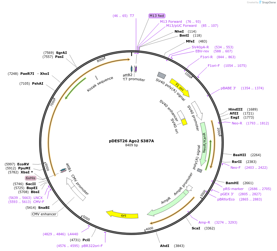 59905-plasmid-map-sequence-id-106490