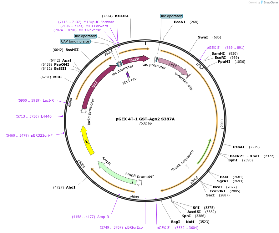 60656-plasmid-map-sequence-id-106497