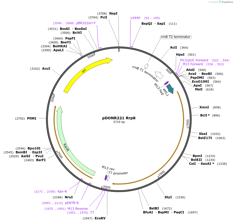 63775-plasmid-map-sequence-id-106520