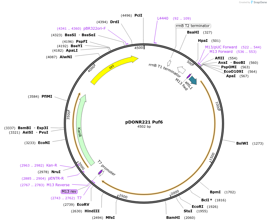 63770-plasmid-map-sequence-id-106526
