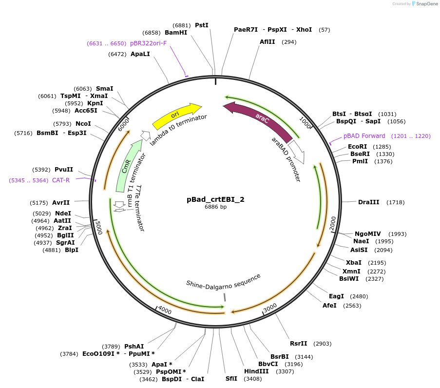 63803-plasmid-map-sequence-id-106536