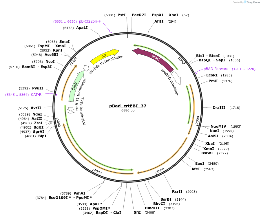63807-plasmid-map-sequence-id-106540
