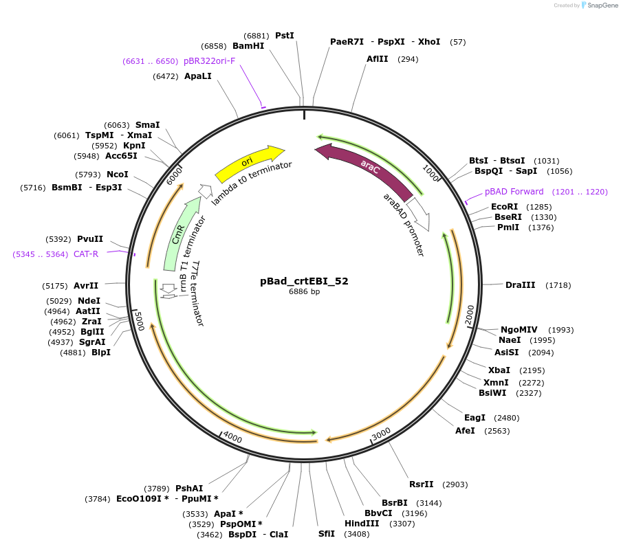 63808-plasmid-map-sequence-id-106541