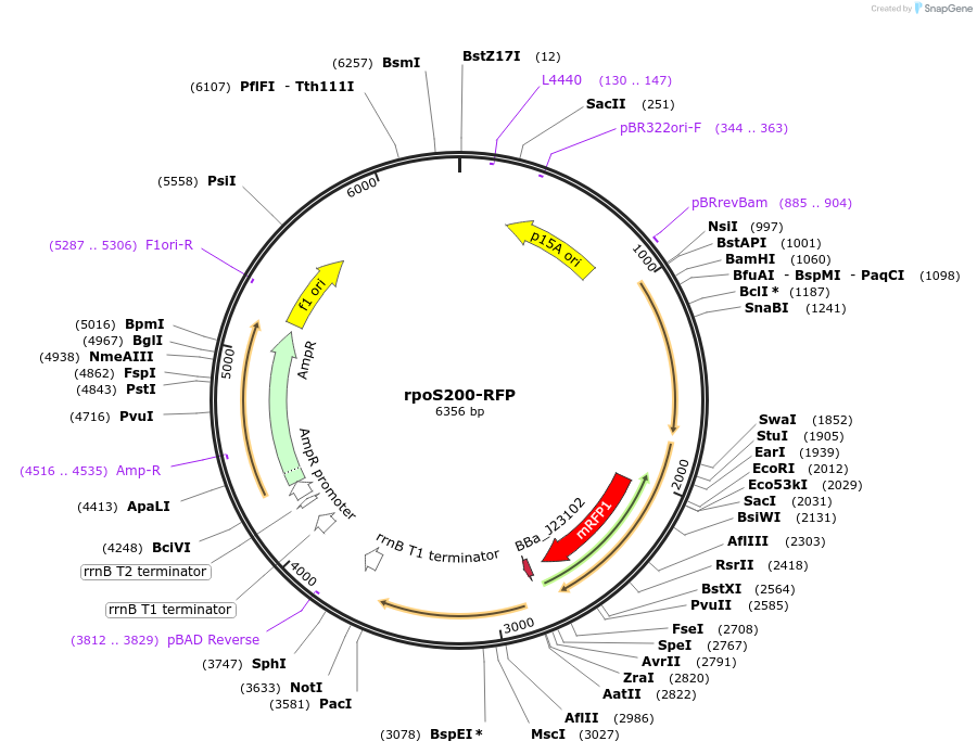 63840-plasmid-map-sequence-id-106563