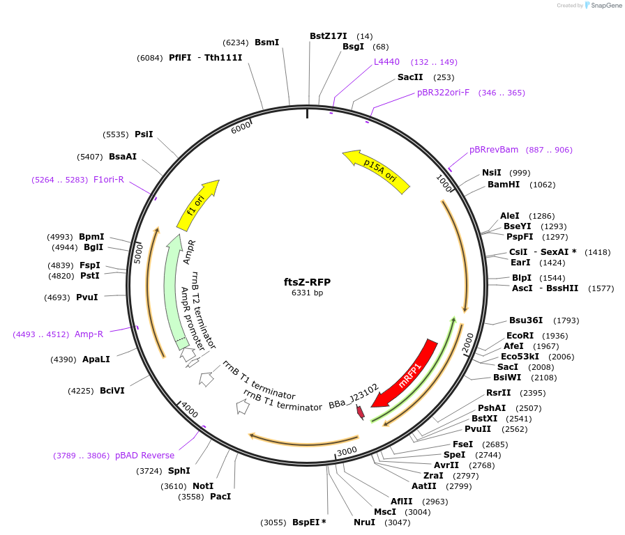63842-plasmid-map-sequence-id-106565