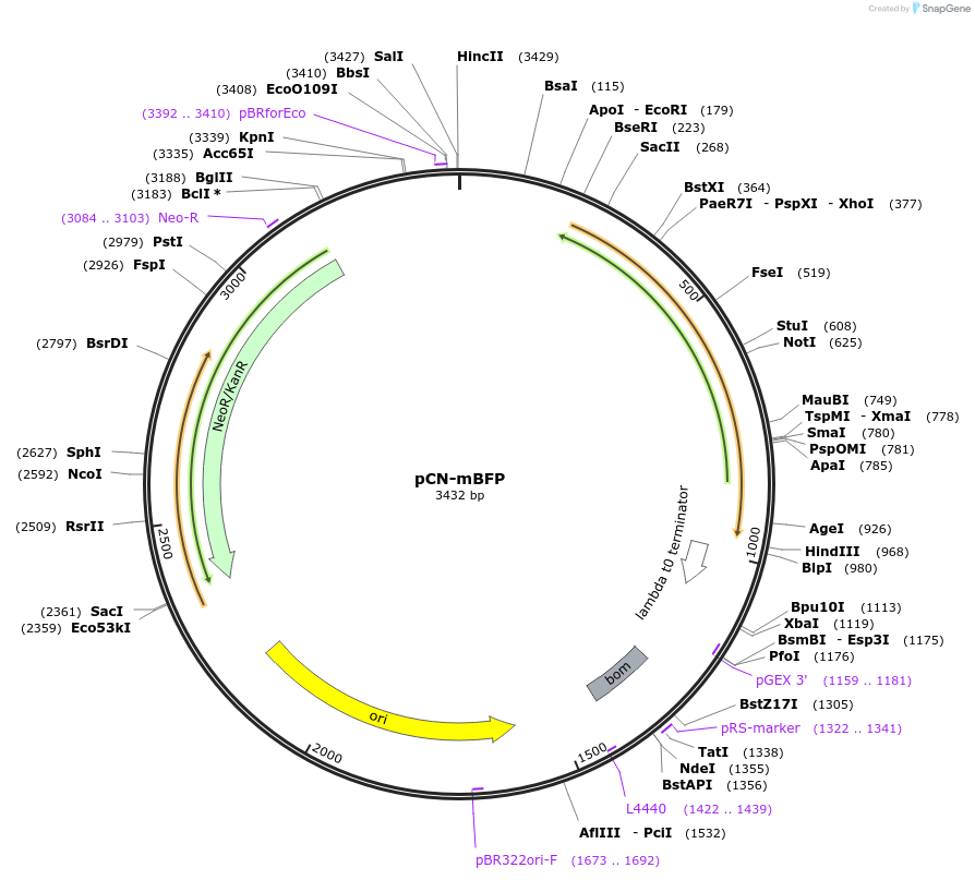 63847-plasmid-map-sequence-id-106570