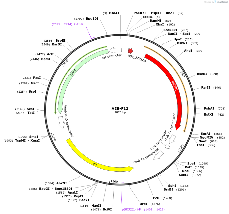 63849-plasmid-map-sequence-id-106572