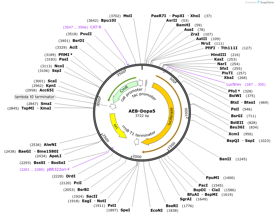 63854-plasmid-map-sequence-id-106577