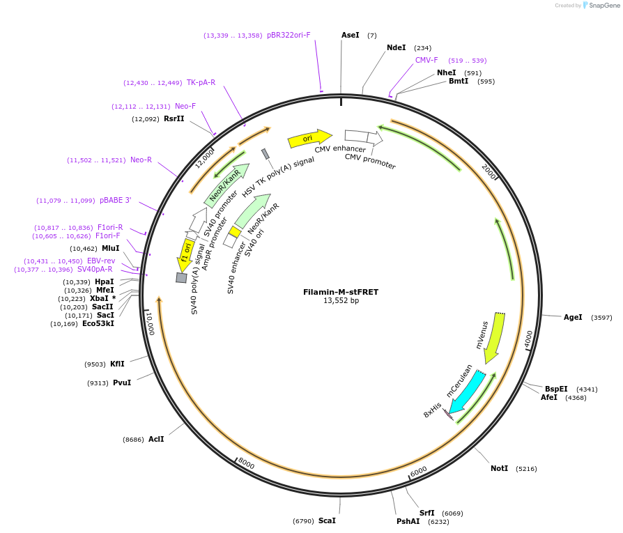 61105-plasmid-map-sequence-id-106601