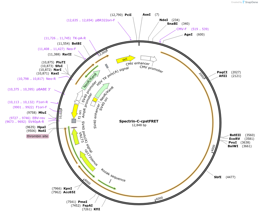 61111-plasmid-map-sequence-id-106602