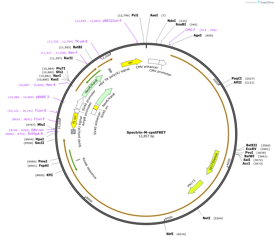 61109-plasmid-map-sequence-id-106605