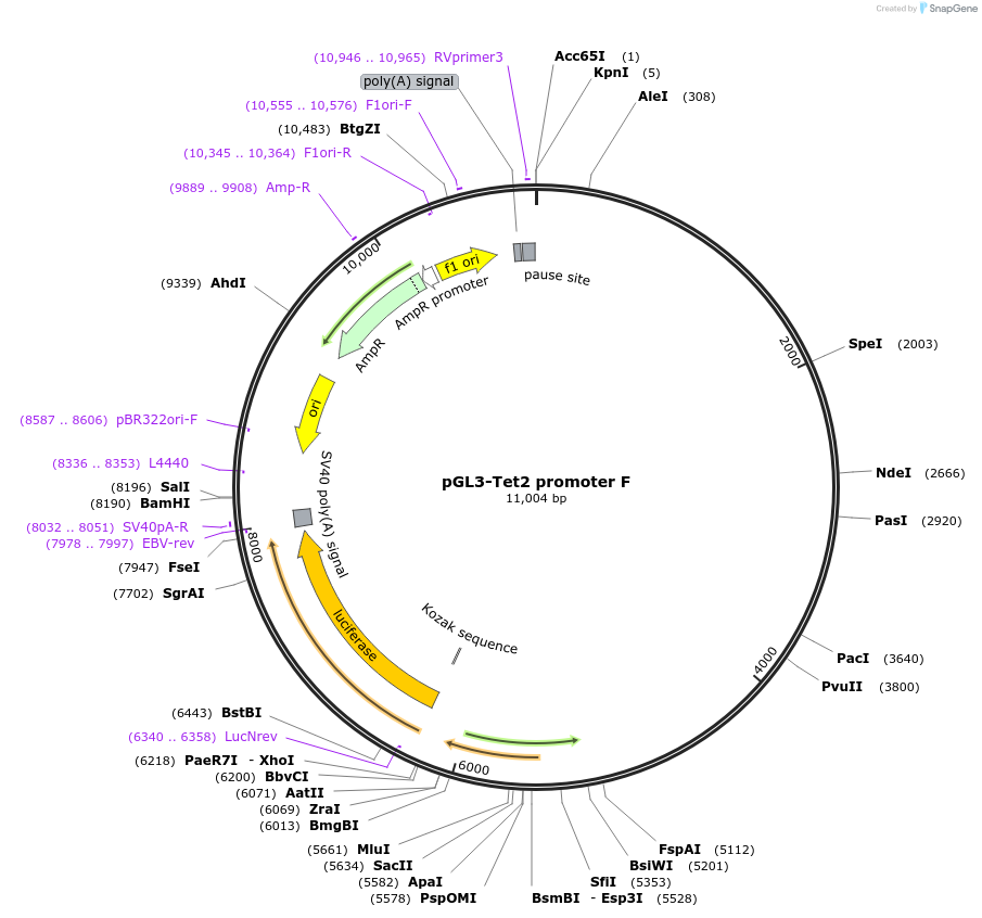 63879-plasmid-map-sequence-id-106621