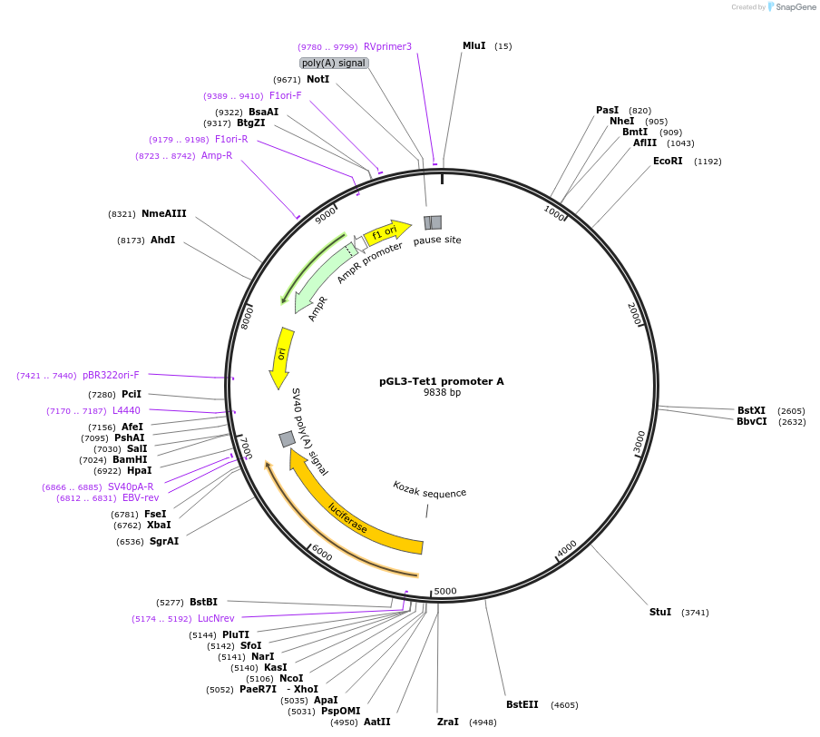 63881-plasmid-map-sequence-id-106627