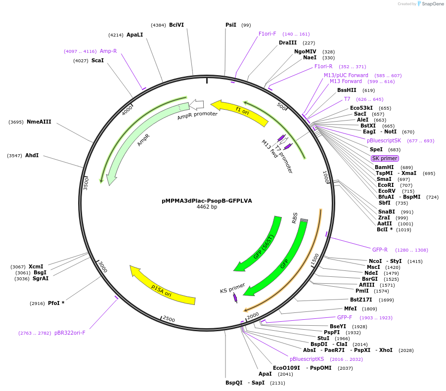 23341-plasmid-map-sequence-id-10663